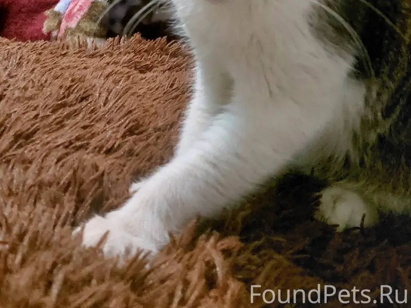 #zoo_Заволжье ❗️ #zoo_Потеряшк...