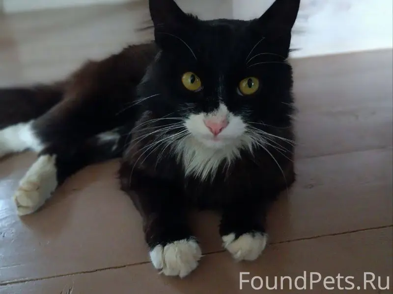 Пропал Кот. В районе ''Поле Чу...