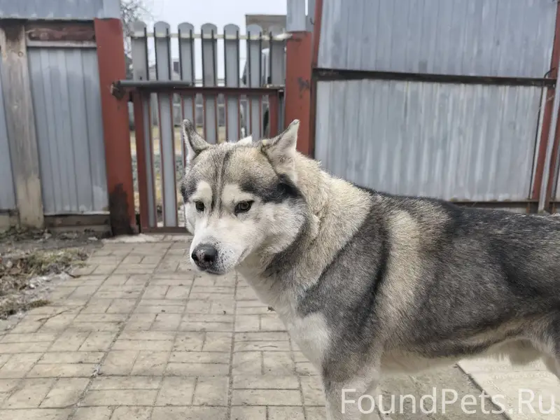 Пропал пес хаски мальчик. С ош...