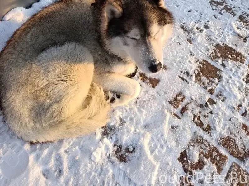🐶Друзья, сегодня в парке " Лев...
