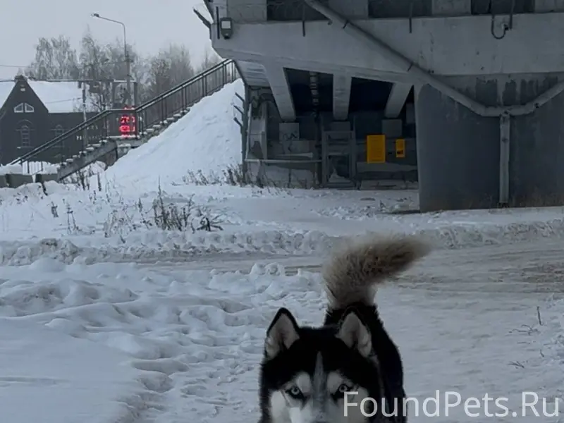 Чей пес??? Самовыгул или потер...