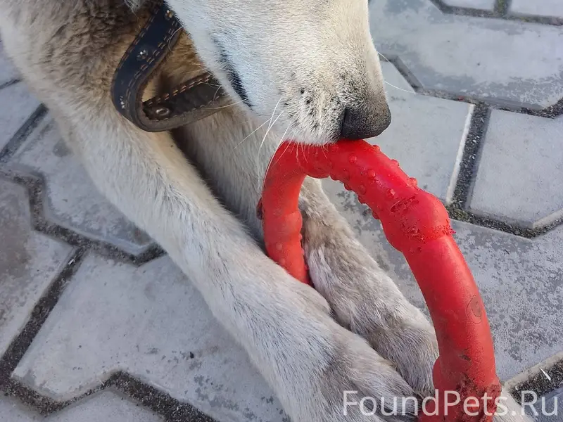 Сегодня в 10ч. по ул. Дружба.....