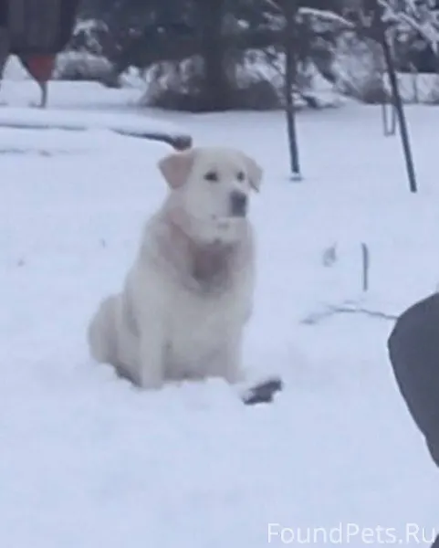 Потерялась собака, по кличке Т...