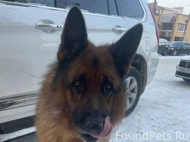 ПРОПАЛА СОБАКА🙏🏼 В последний р...