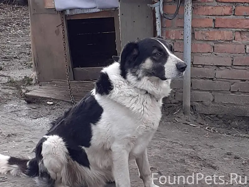 Пенза‼️Пропал пёс по кличке Су...