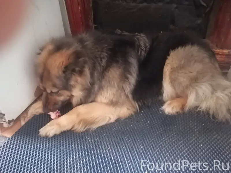 Пропала собака если кто ведел ...