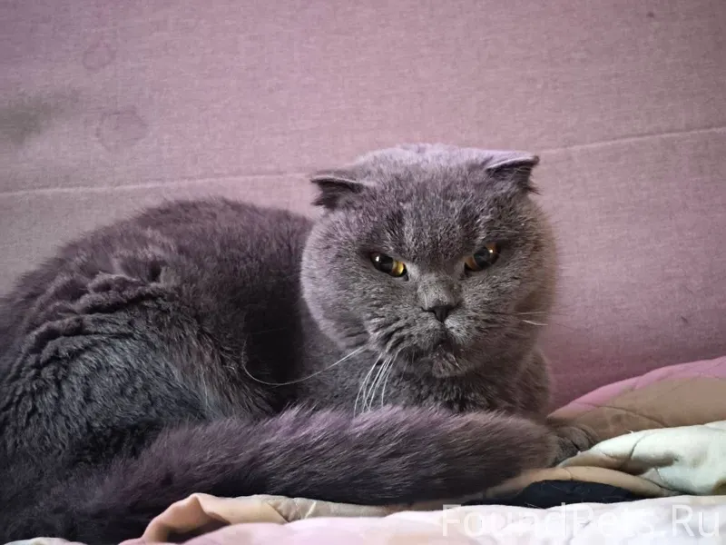 Найдена кошка, Казань, ж.м. Ки...