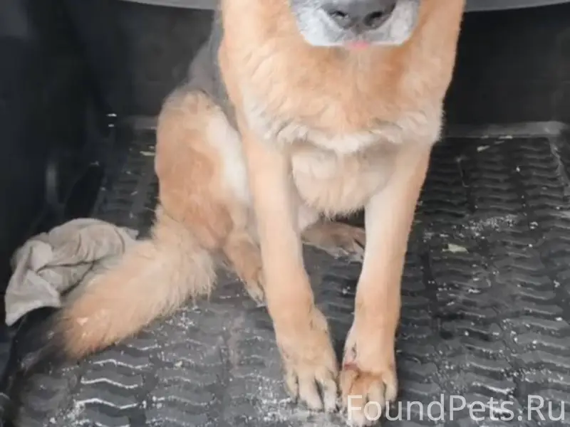 Продолжаю искать хозяина этого...