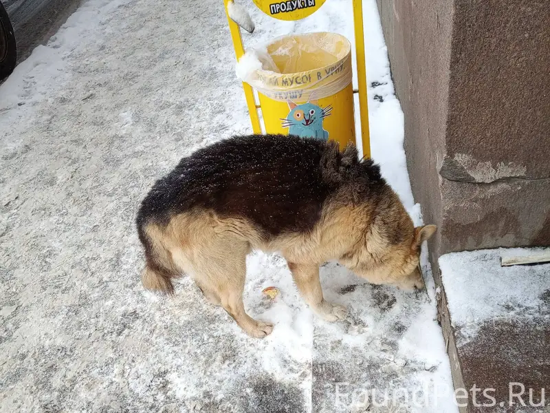 Кто потерял собаку? 12.54 дня....