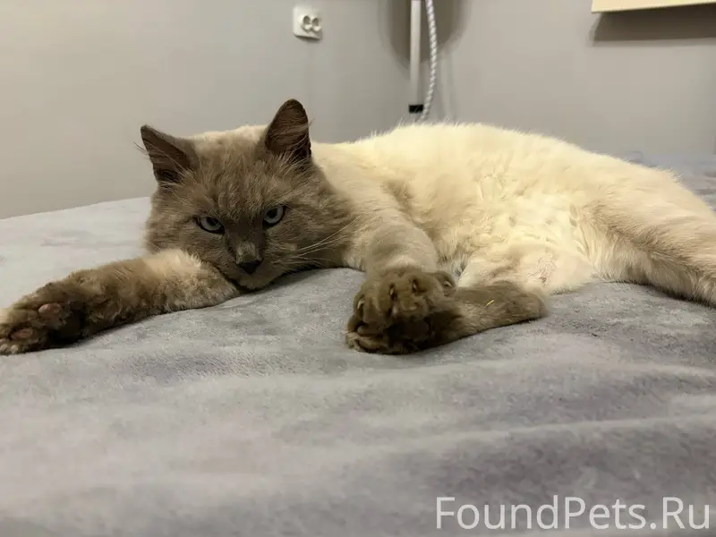 НУЖНА ПОМОЩЬ Пропал кот в 5...