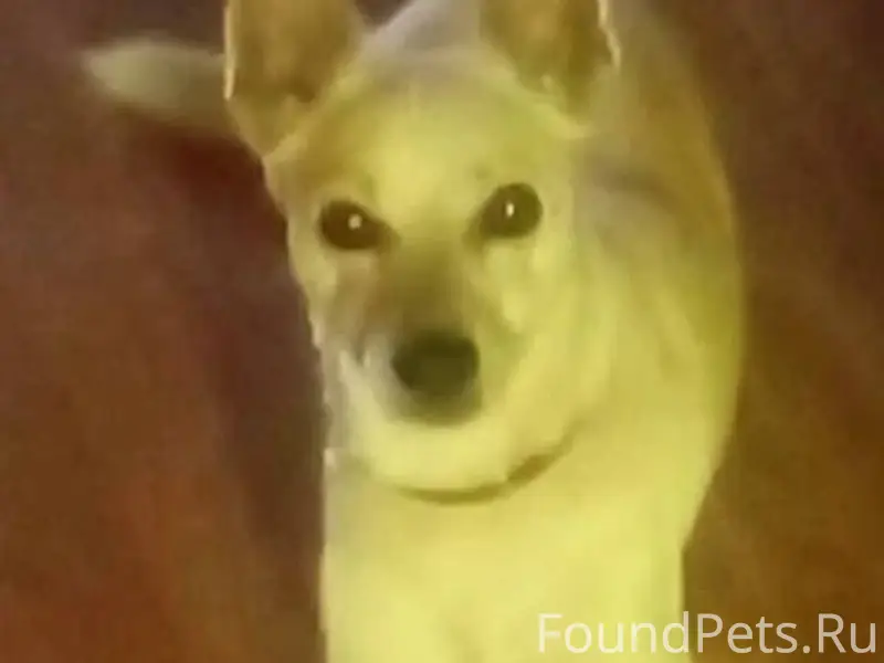 Добрый день. Пропала собака. К...