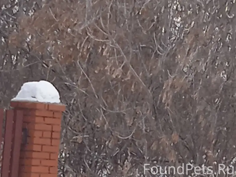 Здравствуйте,никто не потерял ...