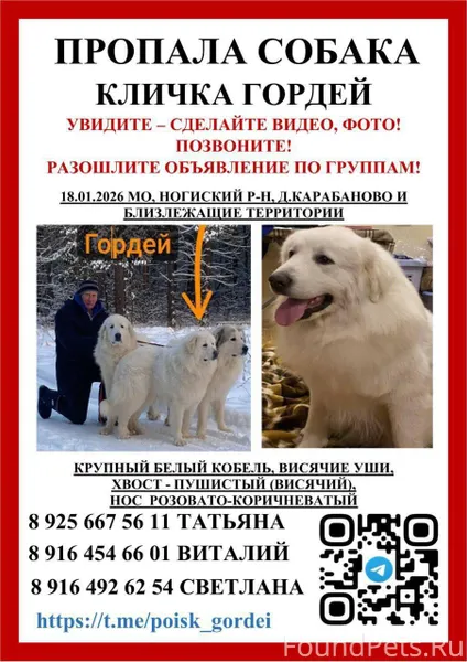 ⚠️ Пропал(а) собака 📍 📍...