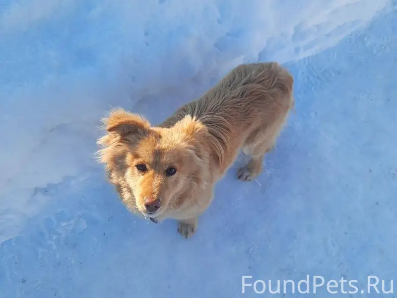 Найдена собака, с ошейником(ко...