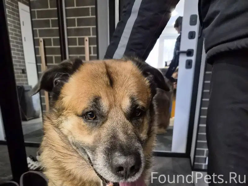 Найден пёс, очень добрый, с ош...
