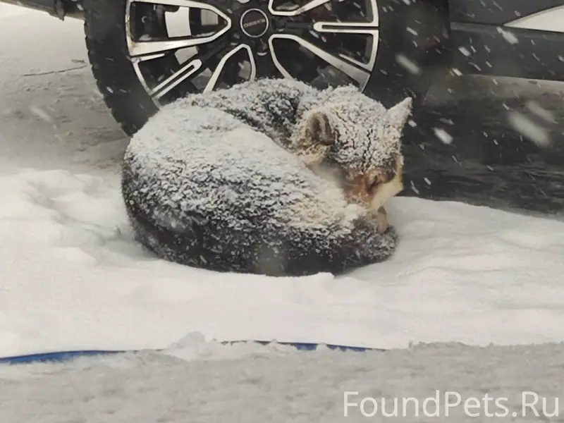 Лежит собака уже наверное 3 де...