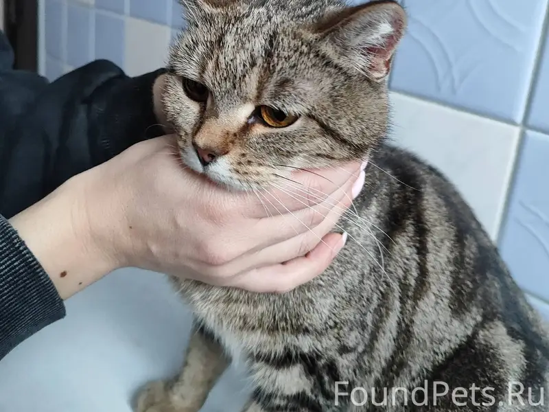 Найдена молодая красивая кошка...