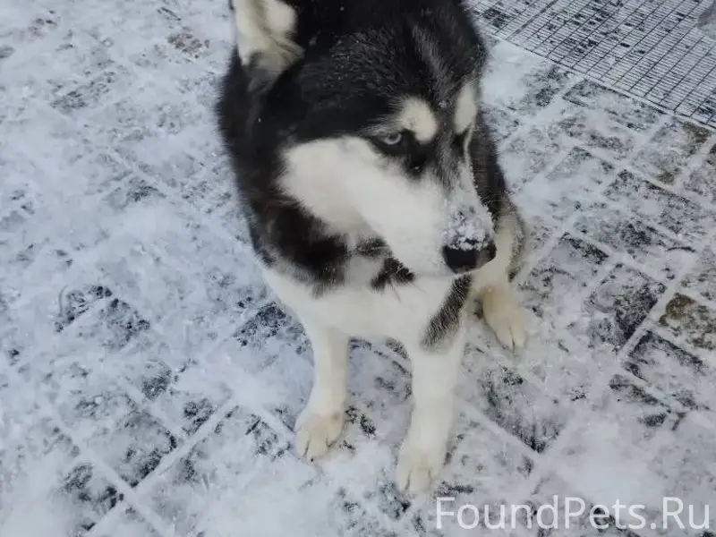 Возможно кто-то потерял собаку...