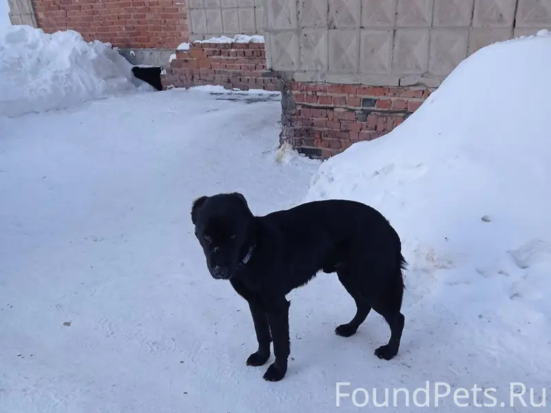 Добрый вечер. Кто потерял соба...