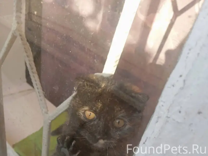 Пропала кошка,зовут Анфиса,чер...