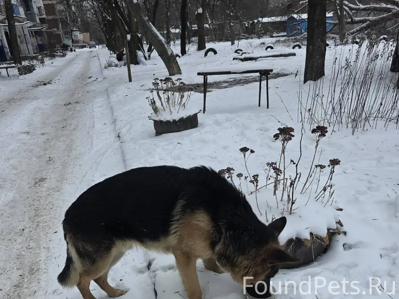 Кто потерял собаку? Скорее все...