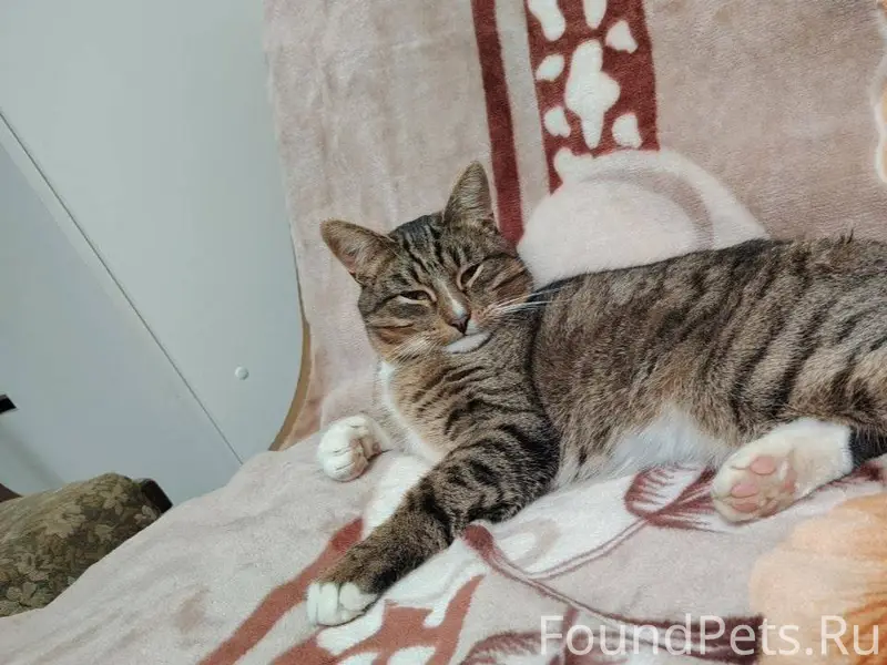 Помогите найти котика!❤️ Друзь...