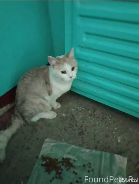 На союзной найден красавец кот...