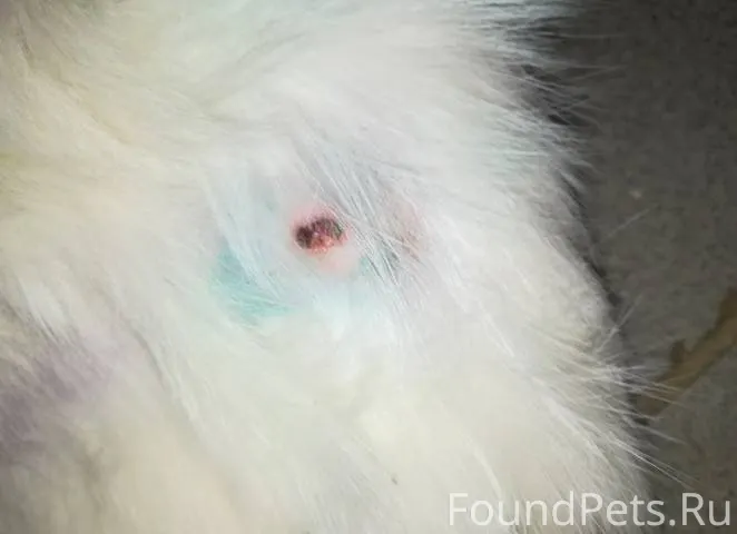 Найден кот в тяжёлом состоянии...