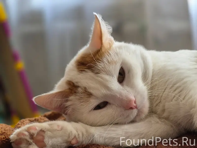 ПРОПАЛ кот Рыжик в п. Мелехово...