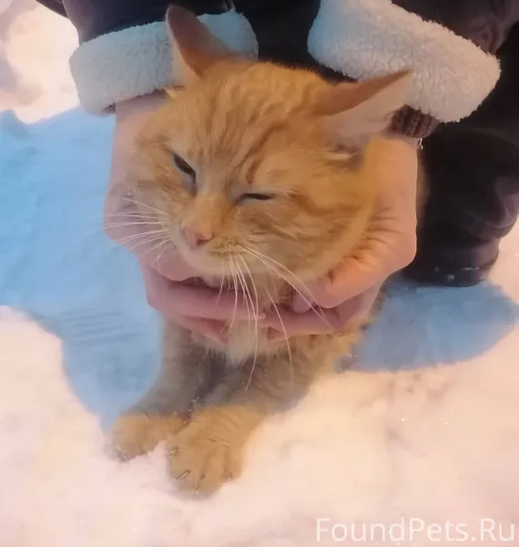 Найден кот. 16 микрорайон улиц...