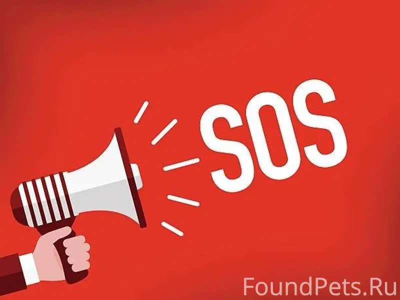 Найден кот на обочине у леса.....