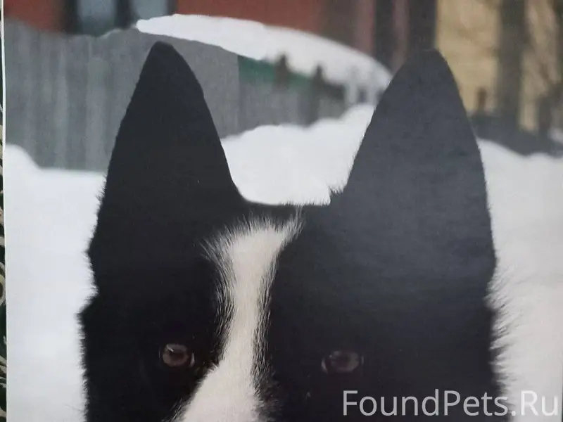 Пропала собака Русско-европейс...