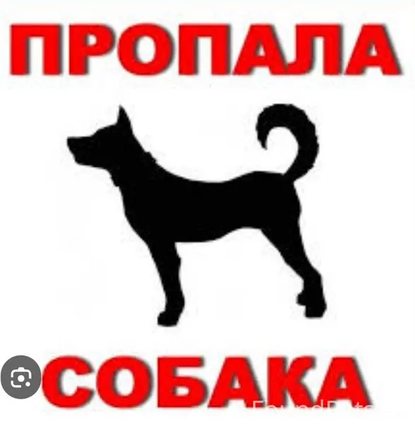 Полысаево! Пропала собака! Рай...