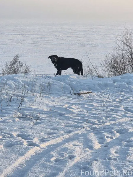 ПОДСТЁПКИ ПРИМОРСКИЙ РОЗЫСК СО...