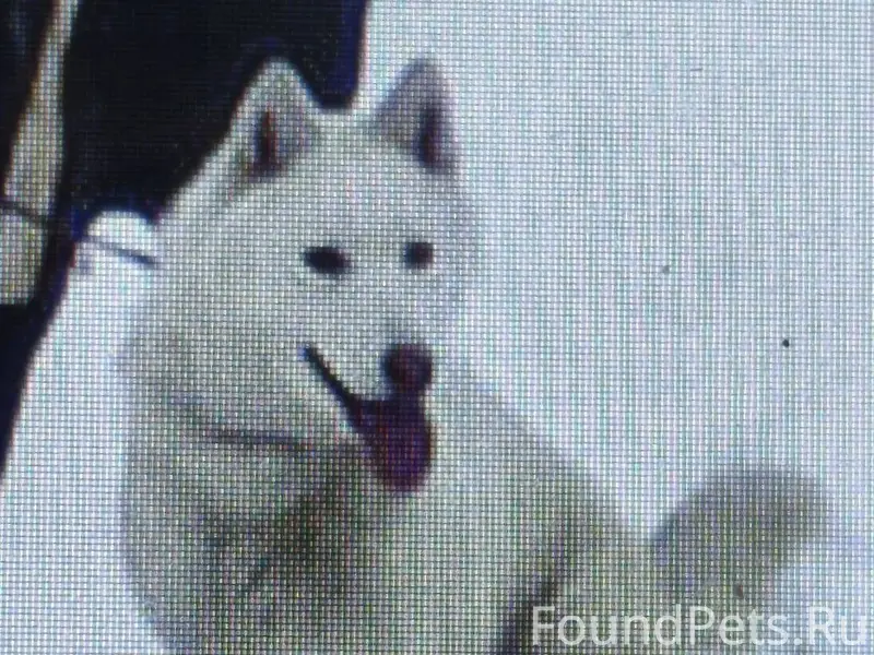 Потерялась собака - Лайка По к...