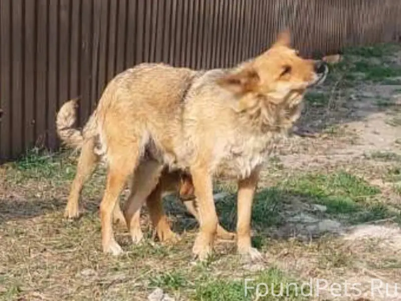 🆘🆘🔥🆘🔥🆘🆘 🔥ПРОСИМ ПОМОЩИ! ПОМОГИ...