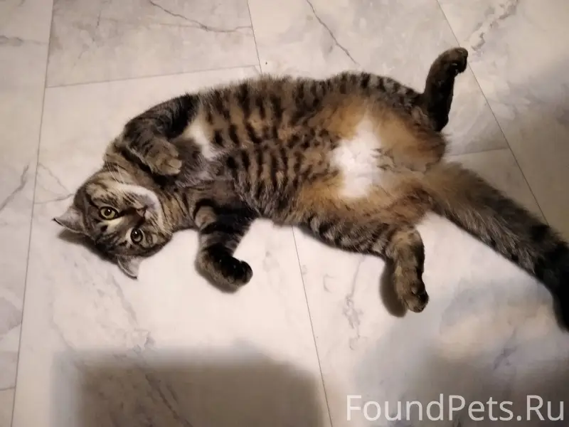 Пропала кошка. Вислоухая, серо...