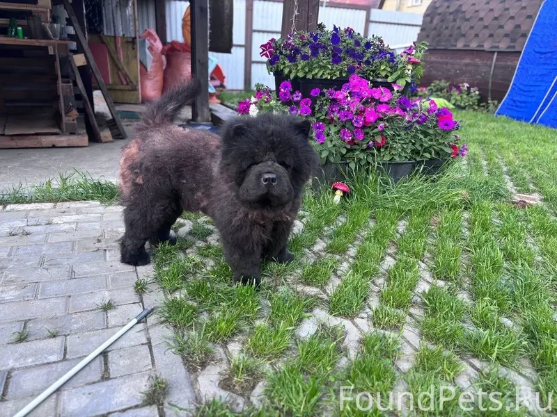 Потерялась собака!!! Плюша Чёр...