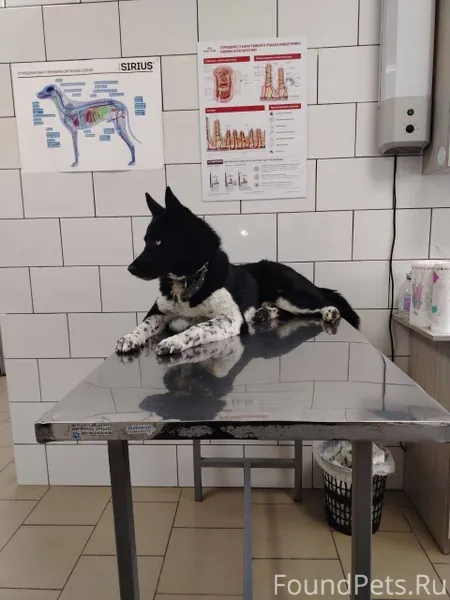 Здравствуйте. Потерялся пёс на...