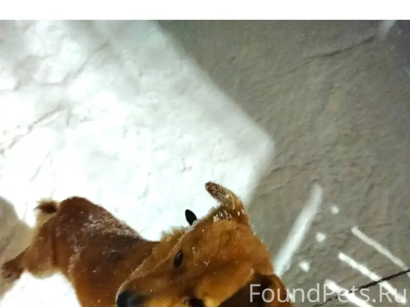 Добрый день🌞 Потерялся наш пит...