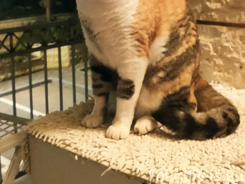 Вчера днём,наша кошка Люся,убе...