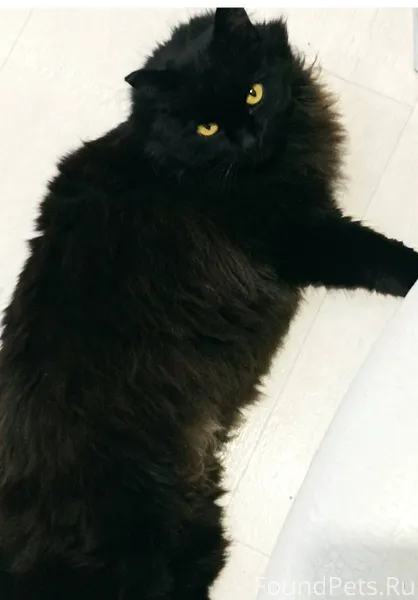 Пропал кот в воскресенье, 25 я...