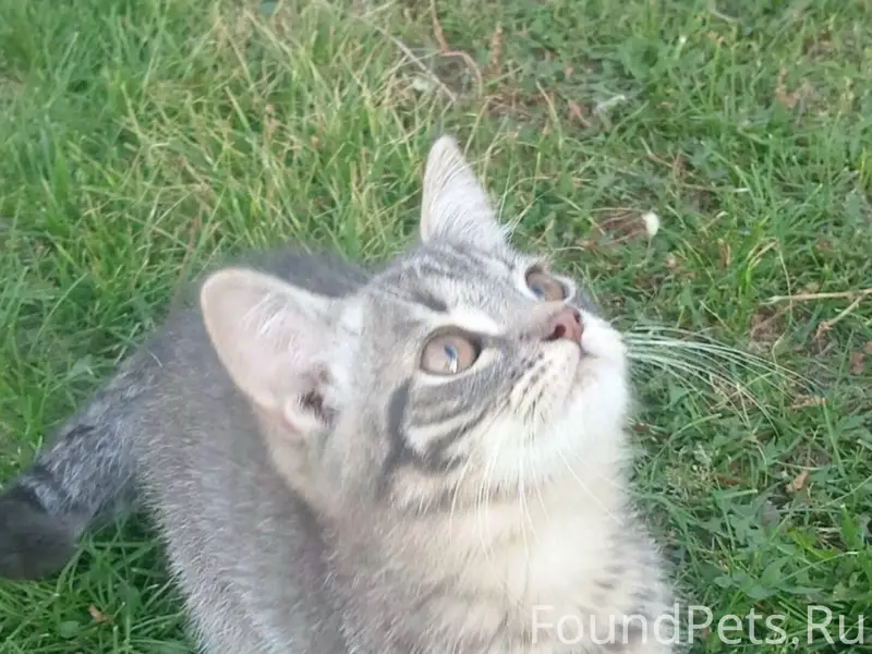 Пропал котёнок Барсик 10 месяц...