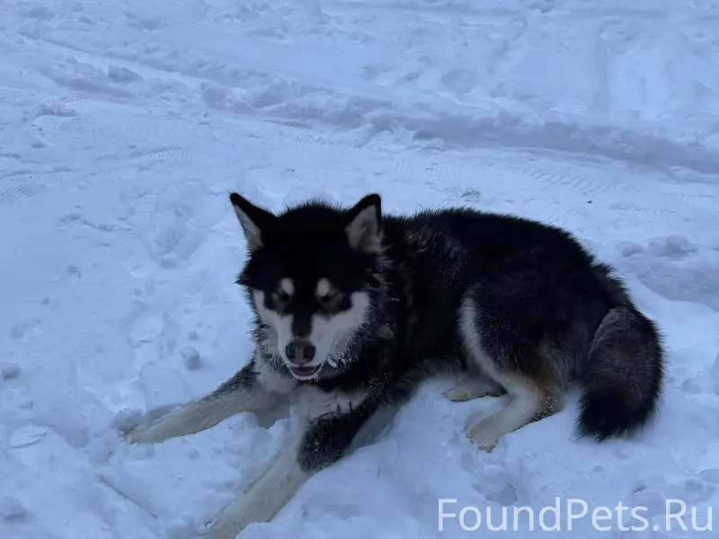 Пришел к забору пес в Быково.....