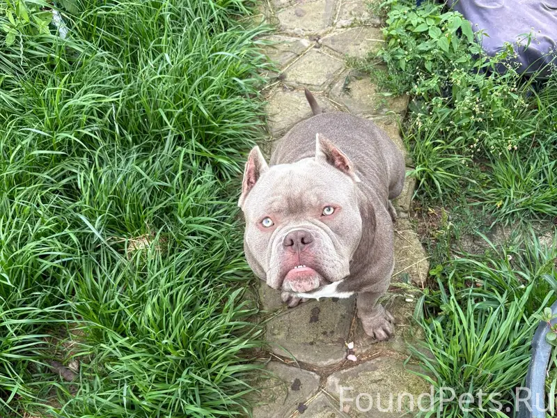 Пропала собака Американский бу...