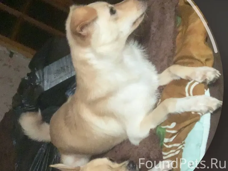 ❗️Пропала: Собака Кличка :Дона...