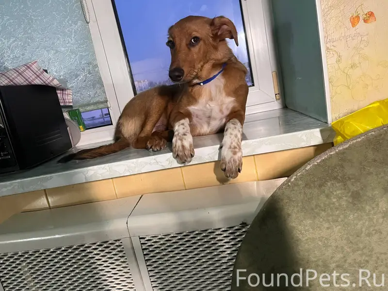 ПОМОГИТЕ НАЙТИ! Потерялась соб...