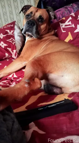 Убежала собака.Тайсон.Если кто...