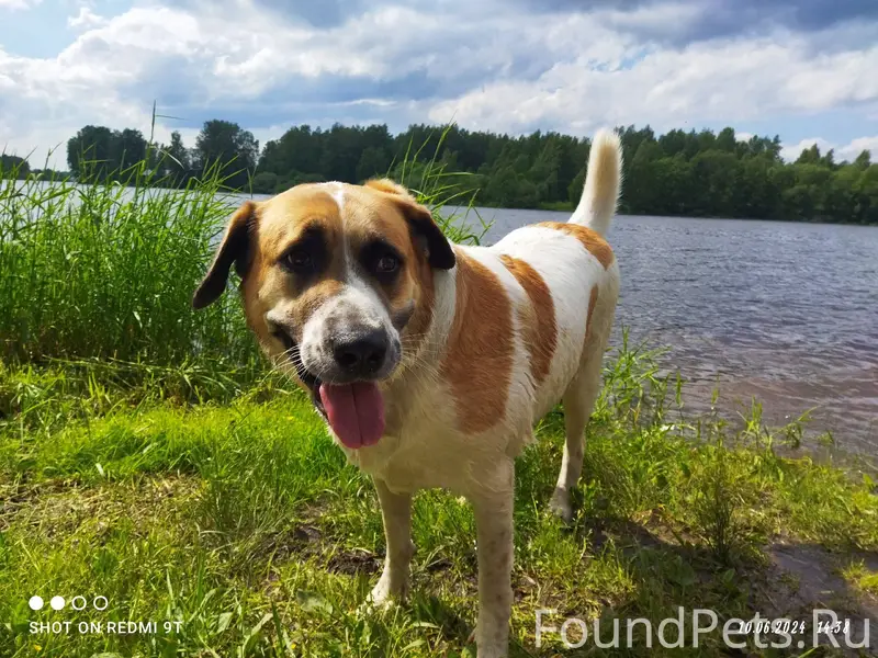 Убежала собака, испугавшись фе...