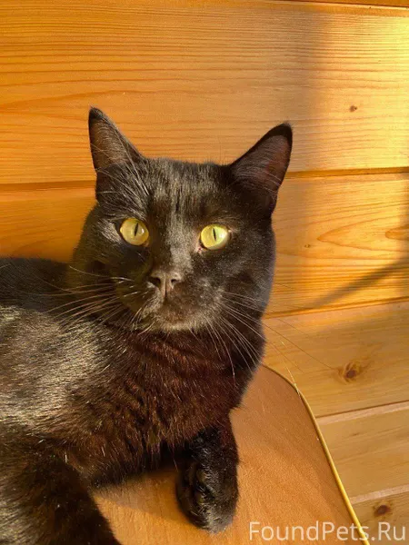 Пропал черный кот по кличке Сё...